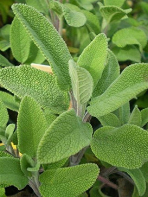 VibeX Sage Herb Seeds Seed(80 per packet)