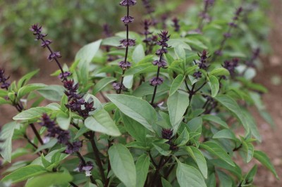 VibeX ® VXI-768-Thai Basil Herb Seeds For Home Gardening Planting Seed(150 per packet)