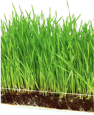 VibeX Wheatgrass Seed(2000 per packet)
