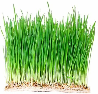 VibeX ® VXI-252-Wheat Grass, Cat Grass, Sweet Oat Grass, Triticum Aestivum Seed(1600 per packet)