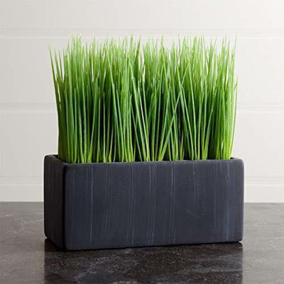 VibeX Wheatgrass Seed(200 per packet)