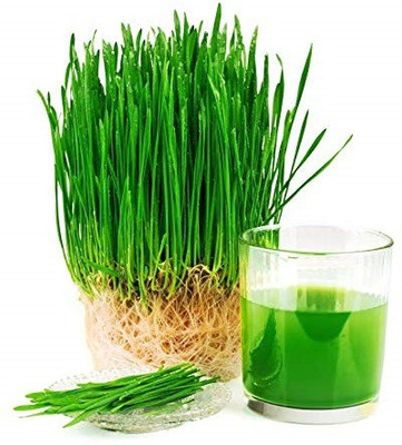 VibeX Wheatgrass Seed(750 per packet)