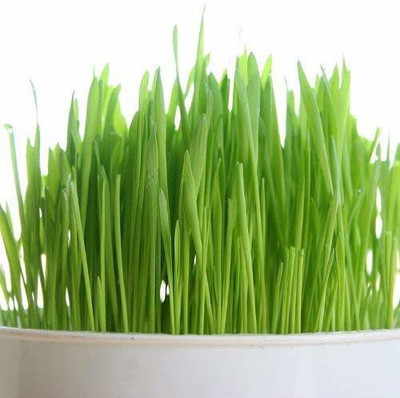 VibeX Wheatgrass Seed(800 per packet)