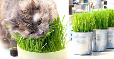 VibeX Wheatgrass Seed(1800 per packet)