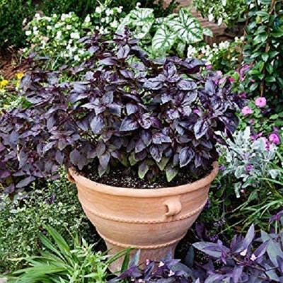 DROXTY Red Basil Seed(15 per packet)