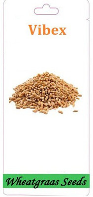 WILLVINE ™Punjab Natural Black Wheat Seeds for Farming and Sowing Seed(5000 per packet)