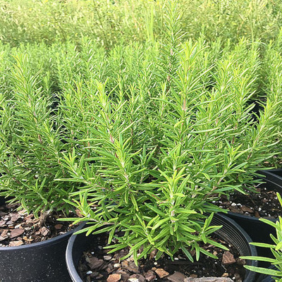 VibeX Herb F1 Hybrid Rosemary Seeds Seed(20 per packet)