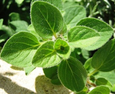 VibeX Oregano Seed(80 per packet)