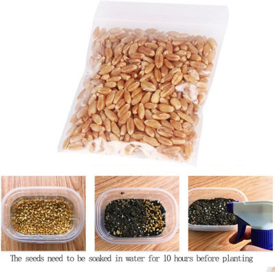 VibeX Wheat Grass Seed(50 per packet)
