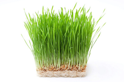 VibeX ® VXI-176-Soilless Organic Wheatgrass Microgreens Seeds Seed(250 per packet)