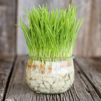 VibeX ™ VXI-221-Non-Hybrid Seeds - Wheatgrass Microgreens Seeds Seed(1000 per packet)