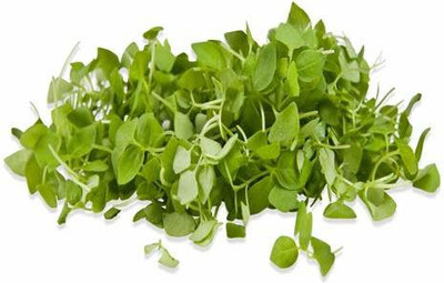 VibeX ™ VXI-697-Basil (Lemon Basil) Microgreen Seeds Seed(30 per packet)