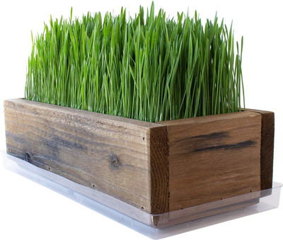 VibeX Wheat Grass Seed(750 per packet)