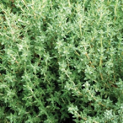 ActrovaX German Perennial Samen Winter Thyme Seed [1600 Seeds] Seed(1600 per packet)