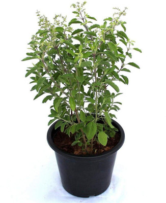 Green World Shyama Tulsi Tree Seeds Seed(20 per packet)