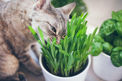 VibeX ™ VXI-527-Godumai Grass Seeds - Wheatgrass Microgreens Seed(2000 per packet)
