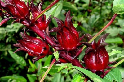 VibeX ™ XLL-345- Roselle Herb Seeds Seed(60 per packet)