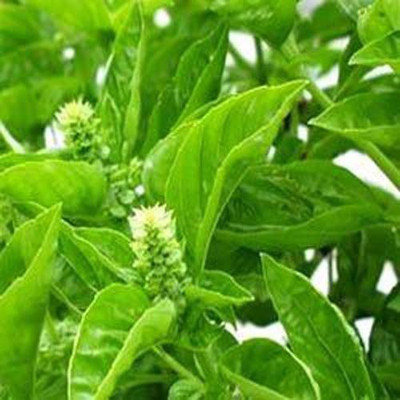 VibeX VXI-738-Farmer Rama Tulsi seeds (Holy Basil) Seed(150 per packet)