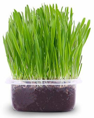 VibeX ™ VXI-345-Common Wheat Seeds - Wheatgrass Microgreens Seeds Seed(50 per packet)