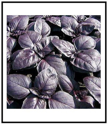 CRGO BASIL , TULSI Seed(20 per packet)
