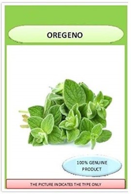 VibeX ™ XLL-503- GREEN Oregano Herb Organic F1 Hybrid Seeds Seed(60 per packet)