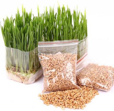 VibeX Wheat Grass Seed(2000 per packet)