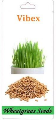 VibeX ™ VXI-307-Seeds Large Potted Grass (Wheat Cat Grass) Seeds Seed(2500 per packet)
