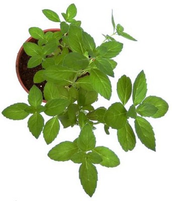 VibeX Kapoor Tulsi Seed(50 per packet)