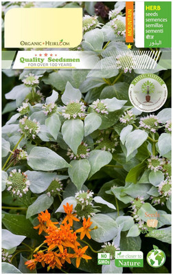VibeX ® VXI-876-Cinnamon Basil Herb Seeds Seed(100 per packet)