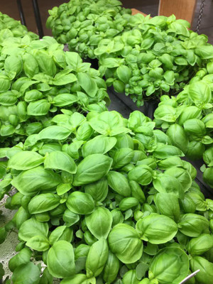 VibeX Basil Italian broad large leaf Sprout seeds Seed(40 per packet)