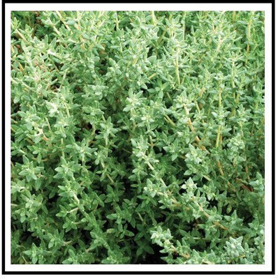 WILLVINE Imported Perennial Samen Winter Thyme Seed Seed(500 per packet)