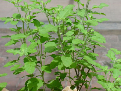 VibeX VXI-255-Holy Basil Thulasi or Tulsi for Growing Sowing Seed(60 per packet)