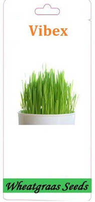 VibeX ® VXI-364-Wheat Grass (Green Sprouts Leaf) Microgreen Seeds Seed(600 per packet)