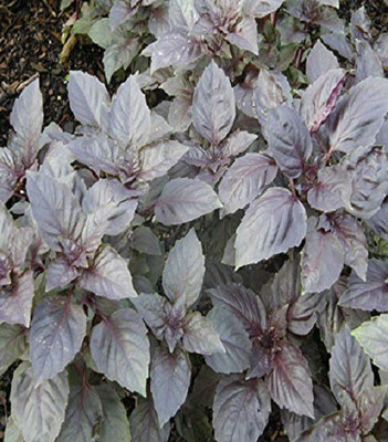 VibeX F1 Hybrid Herb Red Basil Seeds Seed(250 per packet)