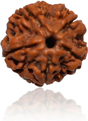 OSRK 5 Mukhi Rudraksh Nepali Wood