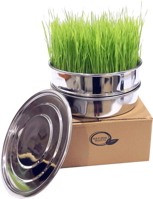 VibeX ™ VXI-501-Gahu Grass Seeds - Wheatgrass Microgreens Seed(1000 per packet)