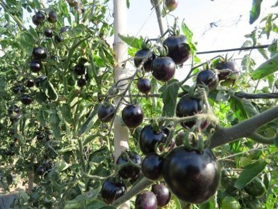 KANAYA Black Tomato F1 Hybrid Heirloom Vegetable Home/Garden Seed(450 per packet)