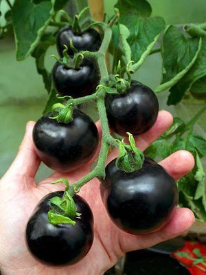 KANAYA Black Tomato F1 Hybrid Heirloom Vegetable Home/Garden Seed(520 per packet)