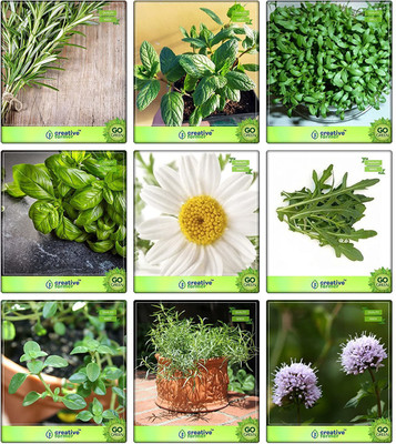 CYBEXIS Herb Seeds Combos For Planting 9 Varities Seed(5 g)