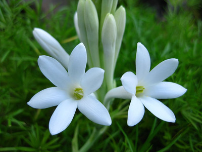 BDSresolve tuberose bulb seeds/Tuberose flower seeds 15 Seed(15 per packet)