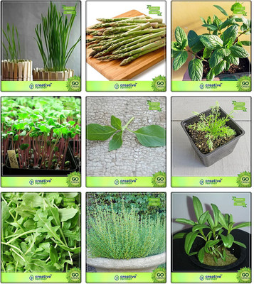 CYBEXIS 9 Varieties Herb Seeds Combo Pack Seed(5 g)