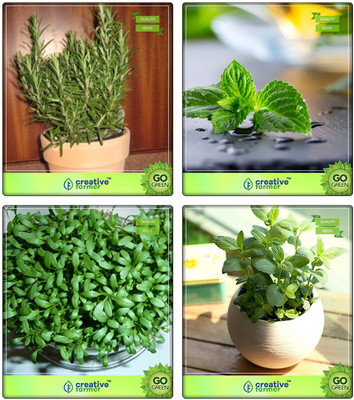 VibeX ™ XLL-299- Herb Plant Combo Rosemary, Mint, Cress Common, Lemon Basil Herb Seeds Combo Seed(200 per packet)
