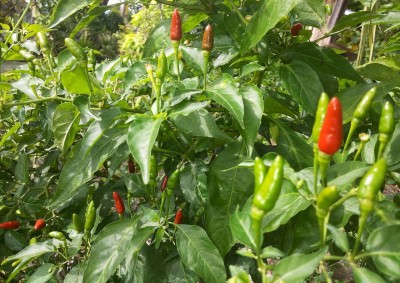 ActrovaX Bird Eye Chilli Hot Thai Pepper or Kanthari Mulaku [10gm Seeds] Seed(10 g)
