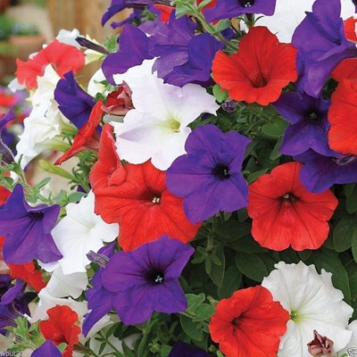 Kofy PETUNIA Seed(10 per packet)