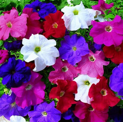 Kofy PETUNIA Seed(10 per packet)