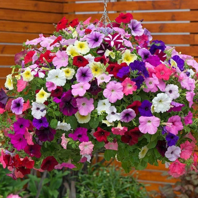 Kofy PETUNIA Seed(10 per packet)