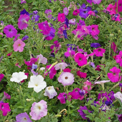Kofy PETUNIA Seed(10 per packet)