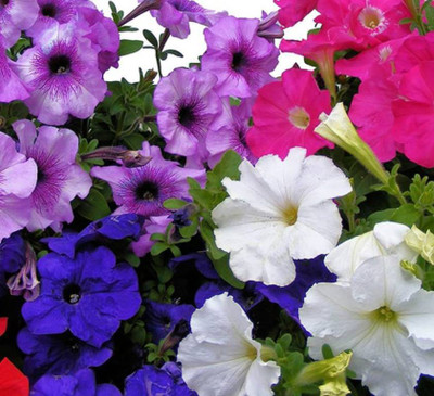 Kofy PETUNIA Seed(10 per packet)
