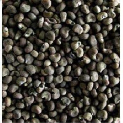 Earth Angels lady finger seeds (bhindi ke beej) Seed(100 per packet)