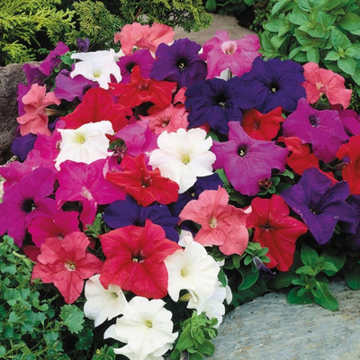 Kofy PETUNIA Seed(10 per packet)
